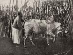 Merker, Die Masai [Maasai] – Ethnographische Monographie eines ostafrikanischen Semitenvolkes.