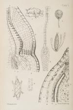 Berkeley, Handbook of British Mosses