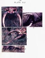 Personal Papers / Archive of Material Related to the Life and Career of Zoologist Sylvia Sikes