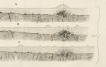 Mallet, On the Dynamics of Earthquakes