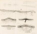 Mallet, On the Dynamics of Earthquakes