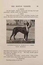Perry, The Boston Terrier.