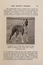 Perry, The Boston Terrier.