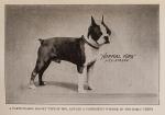 Perry, The Boston Terrier.