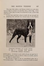 Perry, The Boston Terrier.