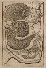 Verheyen, Corporis Humani Anatomiae