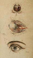Anonymous – Ueber Augen, Augenübel, Kurzsichtig- und Weitsichtigkeit, Brillen und Ferngläser.