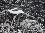 Van Someren, A Bird Watcher In Kenya.