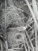 Van Someren, A Bird Watcher In Kenya.