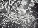 Van Someren, A Bird Watcher In Kenya.