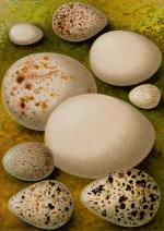 Kearton, Birds’ Nests, Eggs, and Egg-Collecting