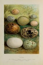 Kearton, Birds’ Nests, Eggs, and Egg-Collecting