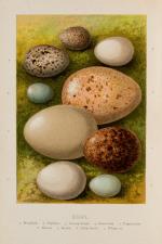 Kearton, Birds’ Nests, Eggs, and Egg-Collecting
