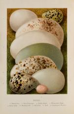 Kearton, Birds’ Nests, Eggs, and Egg-Collecting
