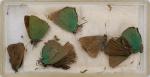 Norman Hickin, Original, Irish Butterfly – Specimen – Collection 