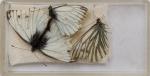 Norman Hickin, Original, Irish Butterfly – Specimen – Collection 