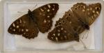 Norman Hickin, Original, Irish Butterfly – Specimen – Collection 