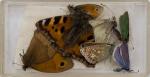Norman Hickin, Original, Irish Butterfly – Specimen – Collection 
