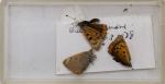Norman Hickin, Original, Irish Butterfly – Specimen – Collection 