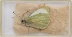 Norman Hickin, Original, Irish Butterfly – Specimen – Collection 
