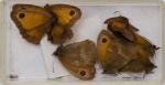 Norman Hickin, Original, Irish Butterfly – Specimen – Collection 