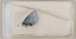 Norman Hickin, Original, Irish Butterfly – Specimen – Collection 
