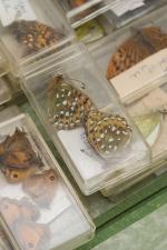 Norman Hickin, Original, Irish Butterfly – Specimen – Collection 