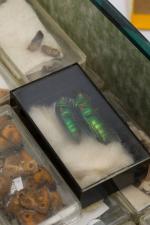 Norman Hickin, Original, Irish Butterfly – Specimen – Collection 