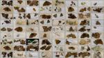 Norman Hickin, Original, Irish Butterfly – Specimen – Collection 