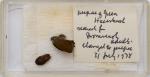 Norman Hickin, Original, Irish Butterfly – Specimen – Collection 