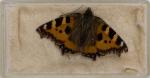 Norman Hickin, Original, Irish Butterfly – Specimen – Collection 
