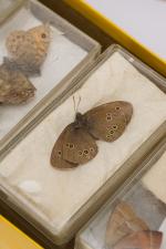 Norman Hickin, Original, Irish Butterfly – Specimen – Collection 