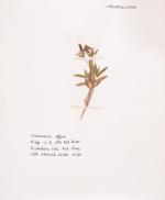 [Naylor, Large Reference – Library of World-Class Garden Designer Verney Naylor