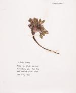 [Naylor, Large Reference – Library of World-Class Garden Designer Verney Naylor