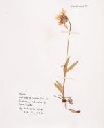 [Naylor, Large Reference – Library of World-Class Garden Designer Verney Naylor