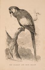 The Speaking Parrots – A Scientific Manual [With all eight (8) chromolithographic plates complete].