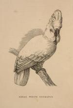 The Speaking Parrots – A Scientific Manual [With all eight (8) chromolithographic plates complete].