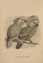 The Speaking Parrots – A Scientific Manual [With all eight (8) chromolithographic plates complete].