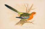 The Speaking Parrots – A Scientific Manual [With all eight (8) chromolithographic plates complete].