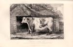 Henry Stephens – The Book of the Farm – Detailing The Labours of the Farmer, Farm-Steward, Ploughman, Shepherd, Hedger, Farm-Labourer, Field-Worker and Cattleman.