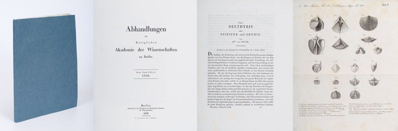 Buch, Über Delthyris oder Spirifer und Orthis.