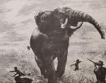 Bell, The Wanderings of an Elephant Hunter.