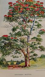 Jex-Blake, Garden in East Africa.