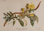 Jex-Blake, Garden in East Africa.