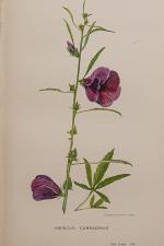 Jex-Blake, Garden in East Africa.