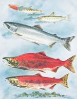 Childerhose, Pacific Salmon &amp; Steelhead Trout.