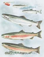 Childerhose, Pacific Salmon &amp; Steelhead Trout.