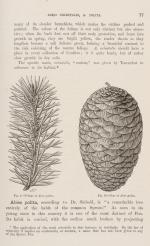 Veitch, A Manual of the Coniferae