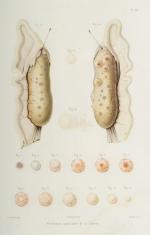 Pouchet, Théorie Positive l'Ovulation Spontanée de la Fécondation des Mammifères et de l'Espèce Humaine