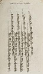 Archaeologia Graeca: Or, The Antiquities of Greece – Volume the Second – Containing: I. The Military Affairs